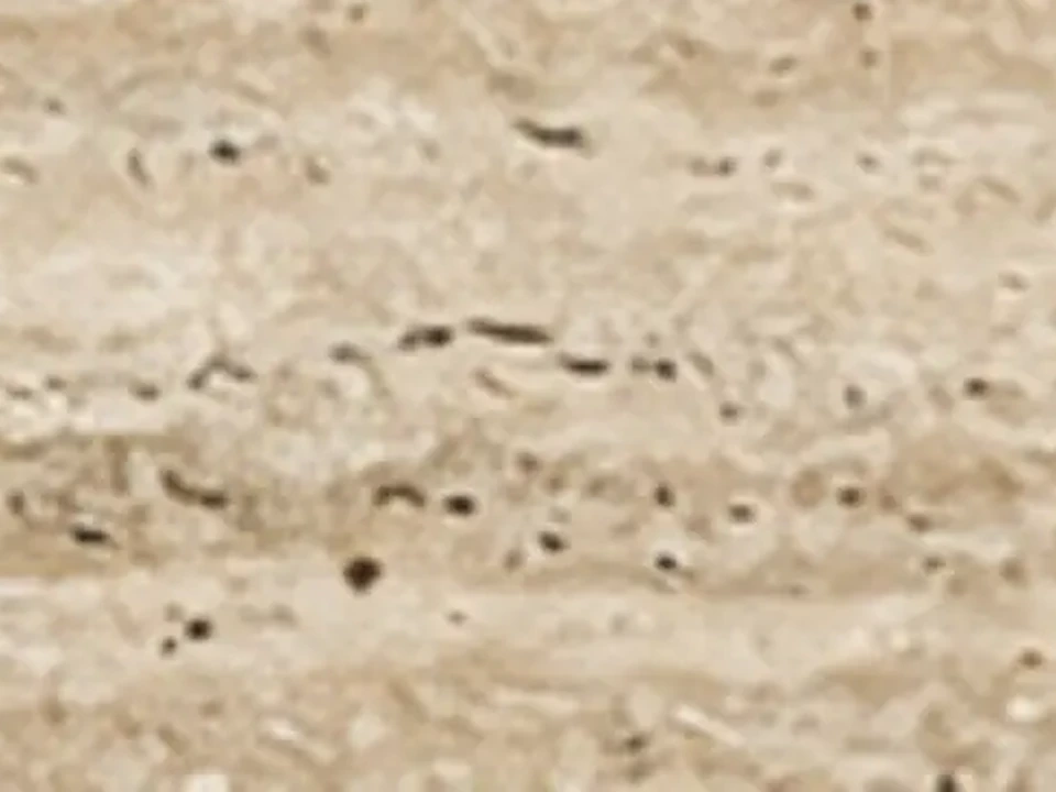 Chapa da pedra Mármore Travertino Bruto Romano